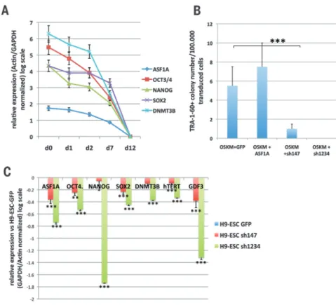 Fig. 1. ASF1A role during cell reprogramming. (A) H9 hESCs were cultured under conditions to promote spontaneous differentiation