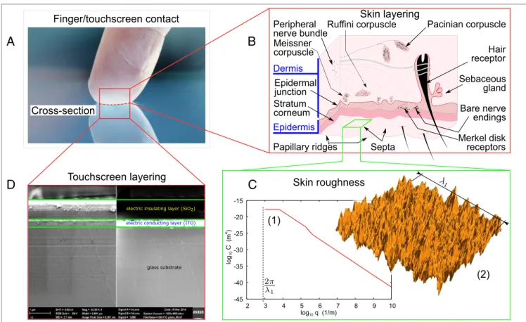 Fig. 1. (A) Physical processes and related length scales leading to tactile sensing during contact between finger and touchscreen under electroadhesion.