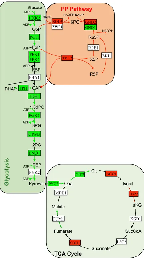 Figure 4.  Integrative analysis of central carbon metabolism in the presence of doxorubicin