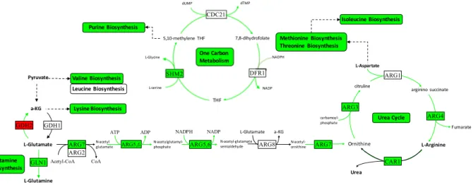 Figure 5.  Integrative analysis of down-regulated pathways in response to doxorubicin