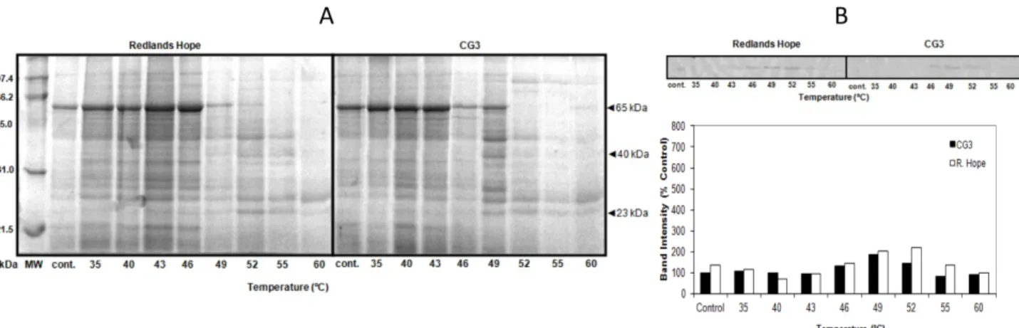 Figure 6. SDS-PAGE protein profiles obtained from strawberry cultivars exposed to heat-shock stress (HSS)