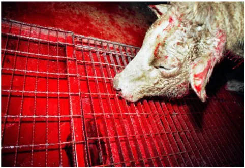 Figure 7. A news article’s picture from the Independent titled “End 'cruel'  religious slaughter, say scientists” in 2009 