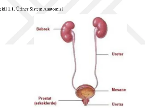 Şekil 1.1. Üriner Sistem Anatomisi 