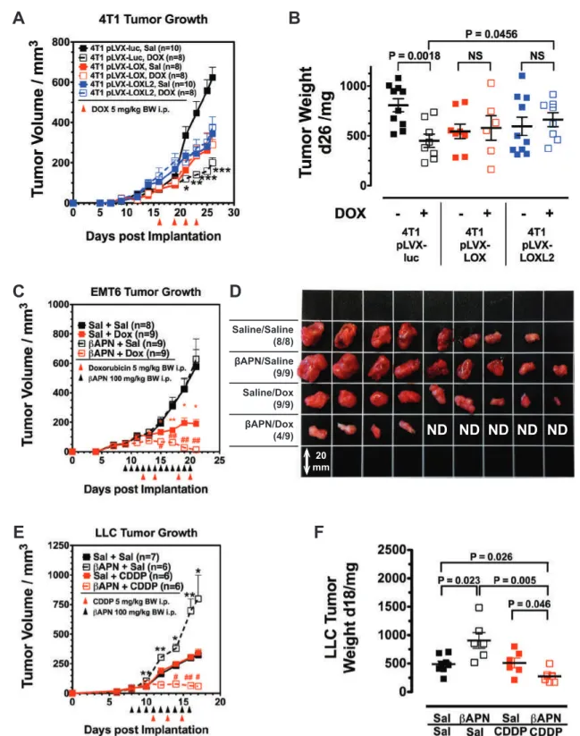 Fig. 5 Lysyl oxidase activity impairs response toward cytotoxic che- che-motherapeutics in primary tumors and lung metastases