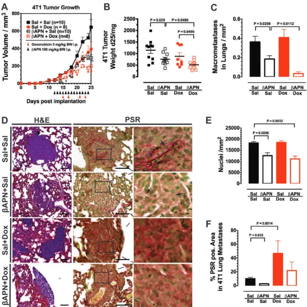 Fig. 6 LOX(L) inhibition improves treatment ef ﬁcacy in metastatic disease. a Treatment of established 4T1 BCAs with βAPN and/or DOX