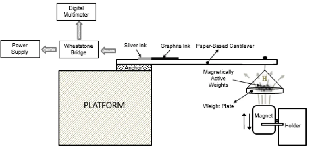 Figure 1.9. Schematics of proposed weight sensor that uses the magnetic mass increase scheme 