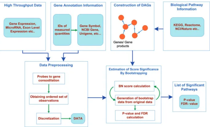 Fig. 1. DAGs are created from pathways in external databases, where, if necessary, multiple occurrences of same nodes are merged and cyclicity is resolved