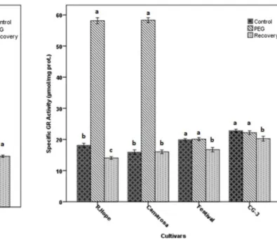 Fig.  6.  Changes  in  glutathione  reductase  (GR)  activity  of  strawberry  cultivars  subjected  to  the  drought  by  PEG  application and recovered by rewatering application