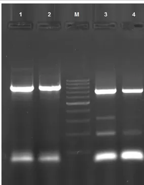 Figure 2. Amplicon sizes for 18S (Lane 1,2) and COI (Lane 3,4) were found to be ~800 and ~700 bp, respectively (DNA  used PCR amplification extracted from C