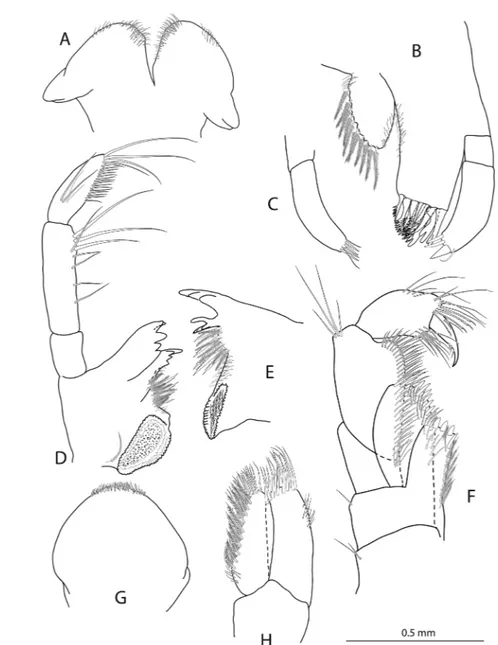 Figure 3. Mouth parts of Gammarus egmao sp. nov. (holotype female). (A: lower lip; B: right maxilla I; C: palp of left maxilla I; D: 