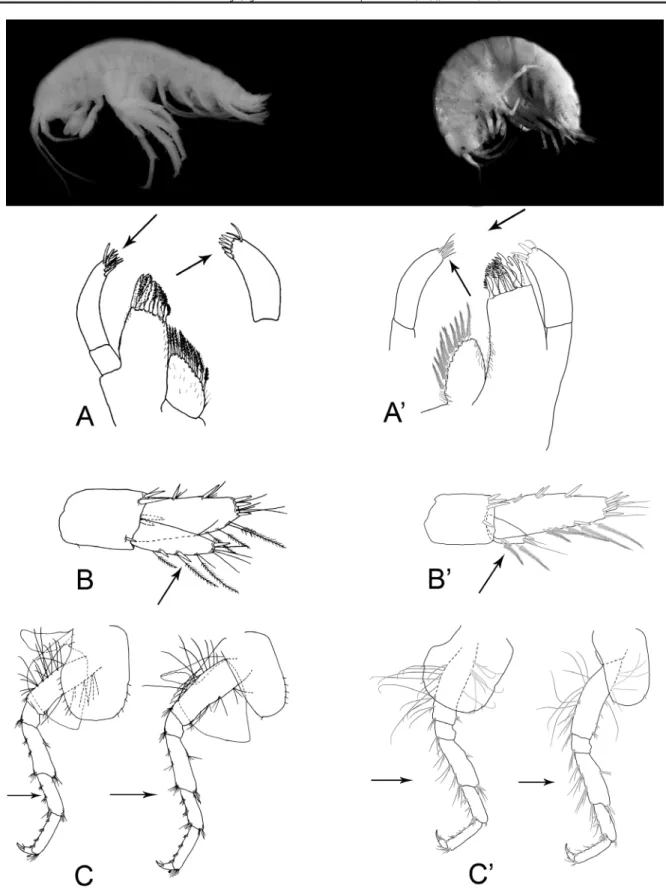 Figure 7. Comparison of the females of G. ustaoglui  Özbek &amp; Güloğlu, 2005  (left) and G