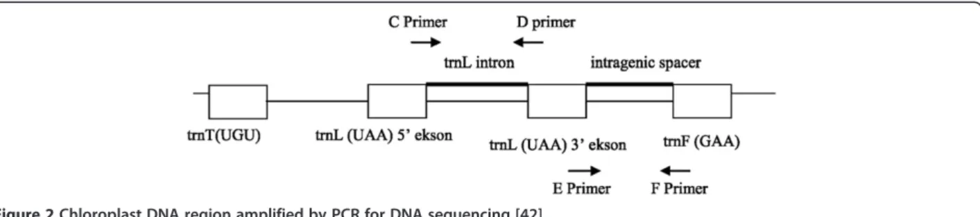 Figure 2 Chloroplast DNA region amplified by PCR for DNA sequencing [42].