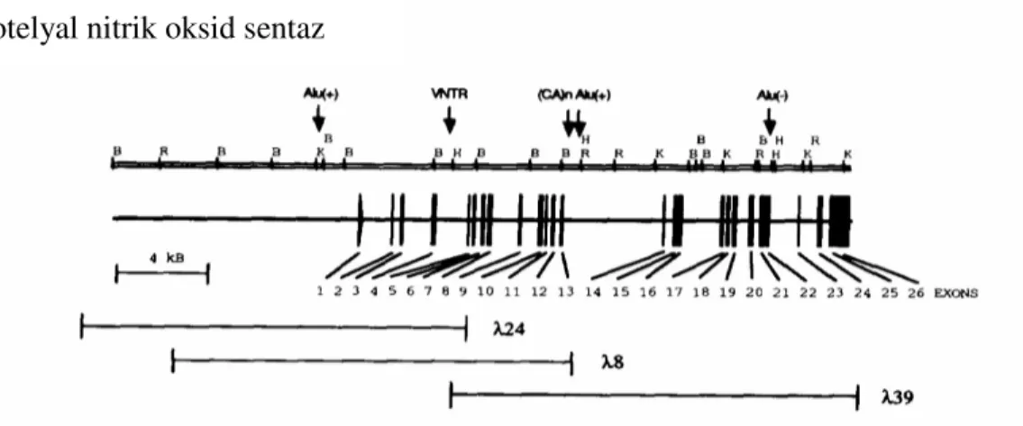 Tablo 2.  İnsan eNOS geni ekson özellikleri ve intron-ekson bağlantıları 