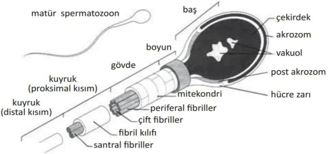 Şekil 5. Spermin yapısı (1) 
