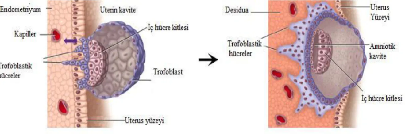 Şekil 2:  Blastosistin endometriyuma implantasyonu (20).    