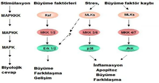 Şekil 3: MAPK sinyal ileti yolu (36).  4.5.1.1. JNK Sinyal İleti Yolu 