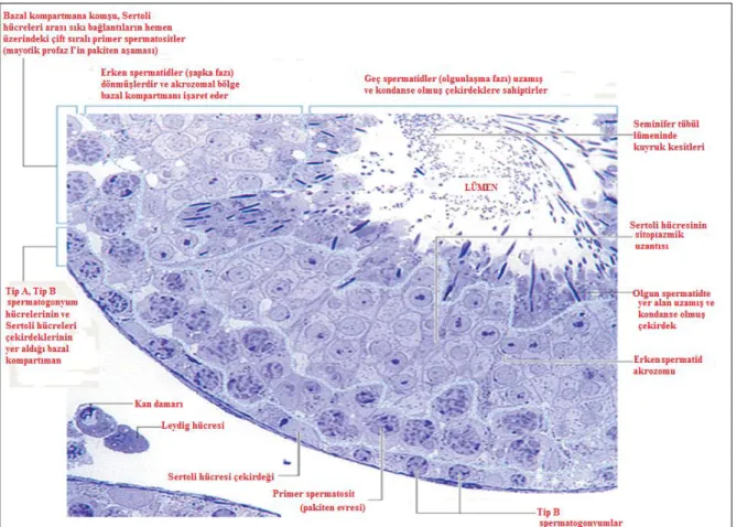 Şekil 2. Seminifer epiteldeki hücrelerin dağılımları (10). 