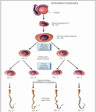 Şekil 3: Spermatogenezis: (a)  Birinci mayotik bölünme, ( b) İkinci mayotik bölünme (11)