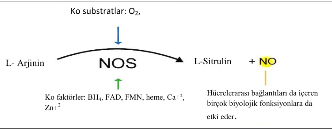 Şekil 7. NO sentez mekanizması (8).  4.3.2. Nitrik Oksit İzoformları 