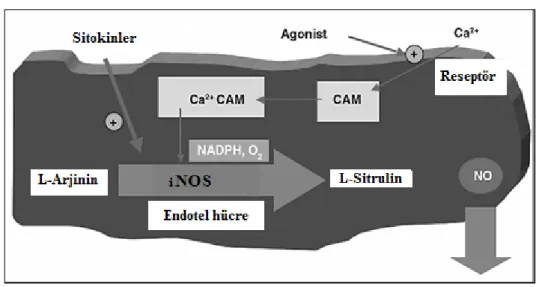 Şekil 10. eNOS aracılıklı NO ile, vasküler sistemin düz kas hücrelerinin gevşemesi (34)