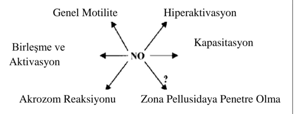 Şekil 11. Nitrik Oksitin birçok sperm fonksiyonunda rolü vardır (6). 