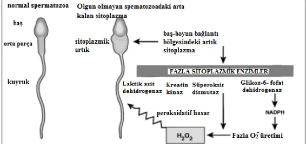 Şekil 12. ROS’ un immatür spermatozoa tarafından üretilmesi (iri sitoplazmik artığa sahip 