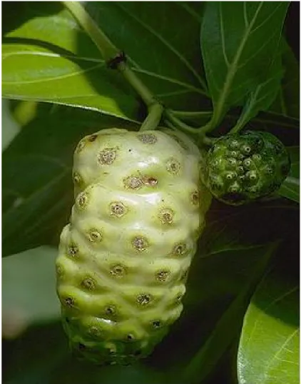 Şekil 1. Morinda citrifolia (Noni) meyvesi 