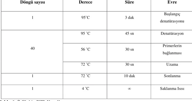 Tablo 6: β Globin PZR Koşulları           