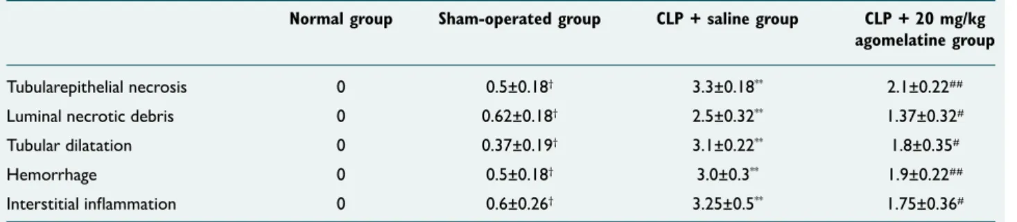 Table 2.  Changes in histopathological kidney injury scores