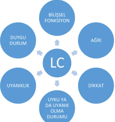 Şekil 1 LC’nin etkilediği mekanizmalar 
