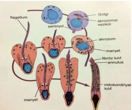Şekil 4.  Spermatid’ten, spermatozoa oluşumu ‘Spermiyogenez 