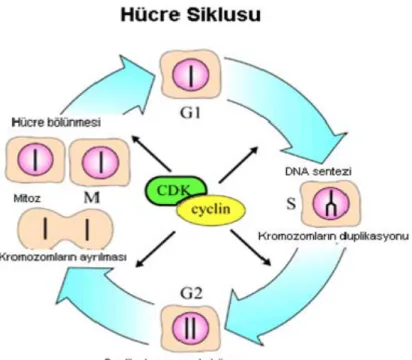 Şekil 1: Siklin ve siklin bağımlı kinazlar (CDK)’ın kontrolü altında gerçekleşen hücre  siklusu G 1 , S, G 2  ve M fazlarından oluşur (15)