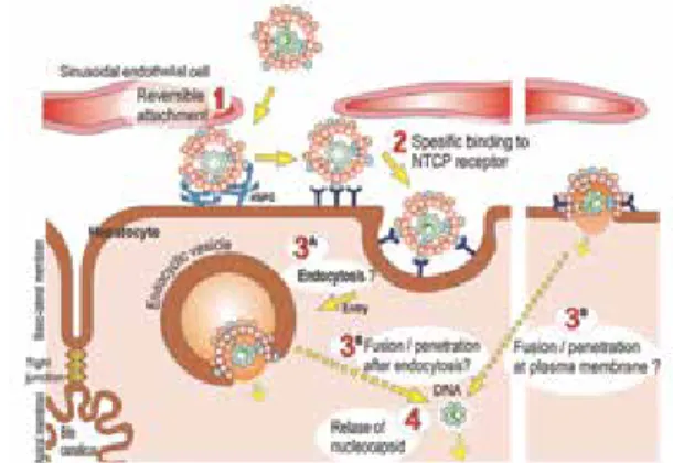 Figure 4. HBV enterence (modified from ref 21)
