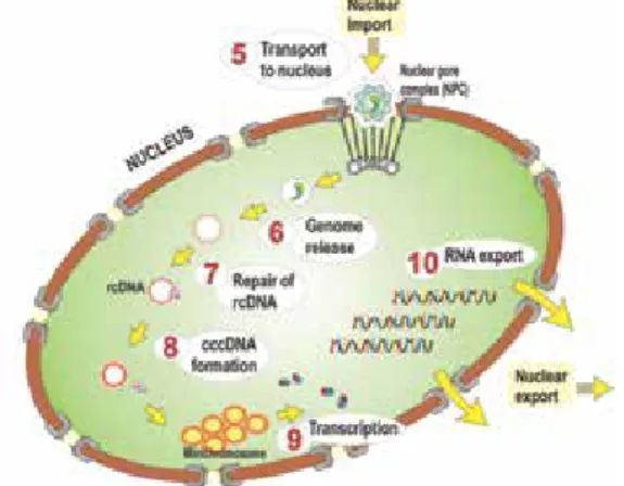 Figure 5. HBV in nucleus (modified from  ref 21)