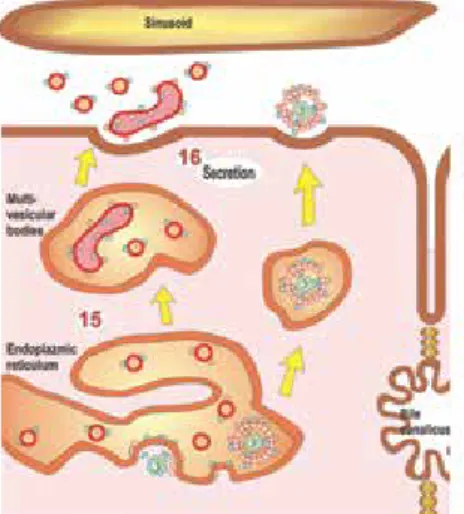 Figure 7. Secretion of HBV virions (modified  from ref 21)