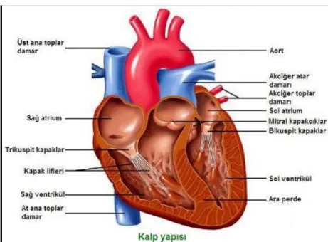 Şekil 1. Kalbin Yapısı (http://www.fenbilimleri.org/soru-bankasi) 