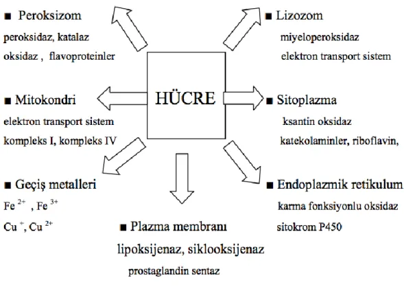 ġekil 6: Hücrede ROS Kaynakları 