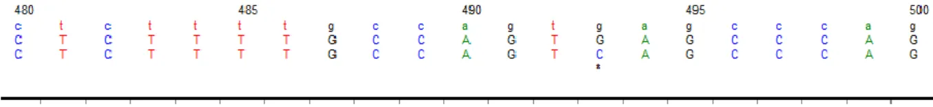 Şekil  5:  493  G&gt;C  heterezigot  intronik  polimorfizm  sekans  grafiği.  Polimorfizmin  