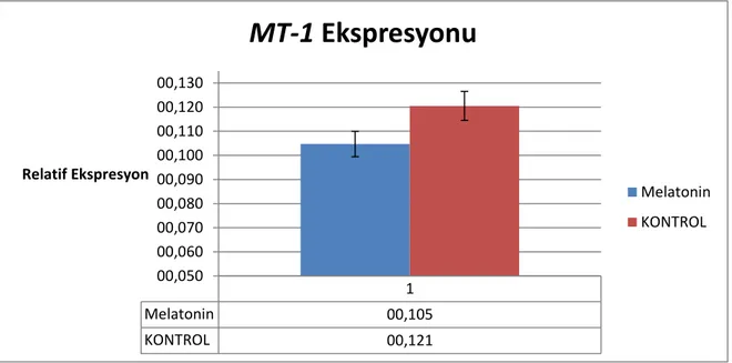 ġekil 3:Melatonin ile inkübe edilmiĢ blastokist hücreleri ve kontrol blastokistine ait MT-1  geninin relatif ekspresyon seviyeleri