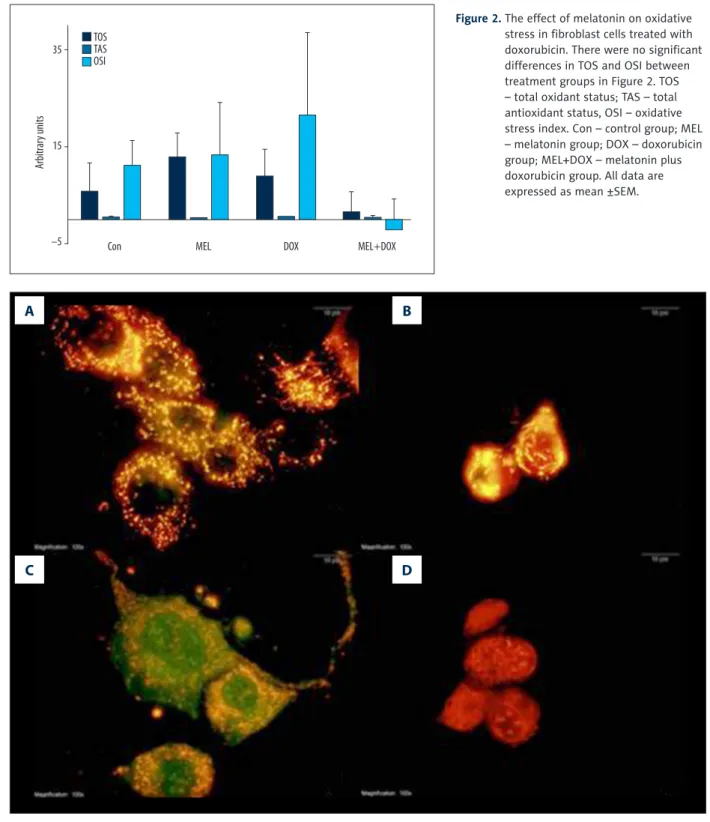 Figure 2.   The effect of melatonin on oxidative  stress in fibroblast cells treated with  doxorubicin