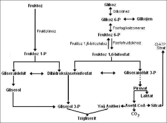 Şekil 5: Fruktoz metabolizması ve fruktoz metabolizması sonucu trigliserid oluşumu. 