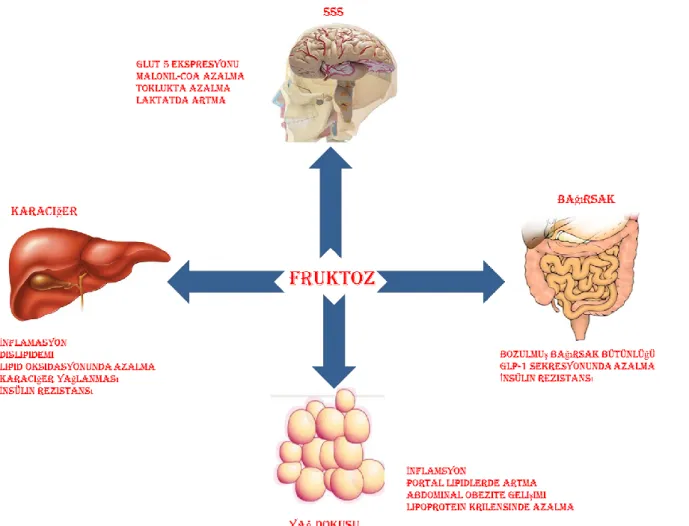 Şekil 6: Fruktozun MetS gelişimdeki etkileri. SSS: Santral Sinir Sistemi 