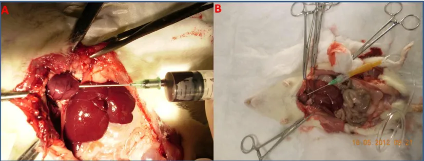 Şekil 7: Perfüzyon işlemi öncesi sıçan kalbinden kan alımı (A).  Sıçan perfüzyon işlemi (B)