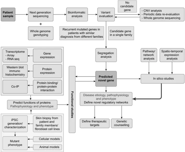 Figure 1. Novel gene identification steps in a patient with intellectual disability. A systemic approach is used to identify  candidate variants and determine their pathogenicity.