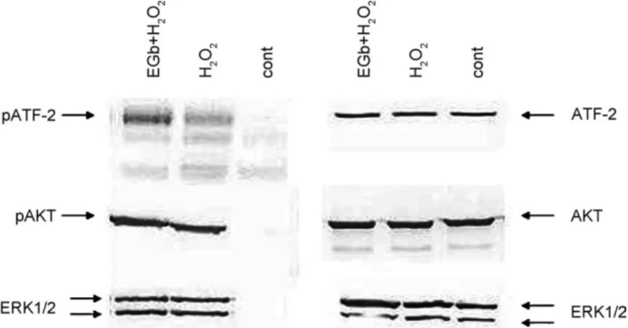 Fig. 3. The stimulation of phosphorylation of ATF-2, AKT and ERK1/2 by H 2 O 2 . C6 glioma cells were pretreated with 200 mg/ml EGb or vehicle for 30 min prior to