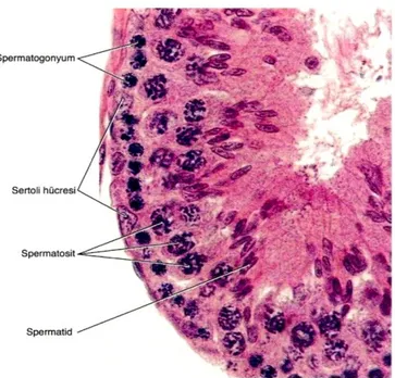 ġekil 3. Seminifer Tubül Epitelinin Hücreleri HE (3). 