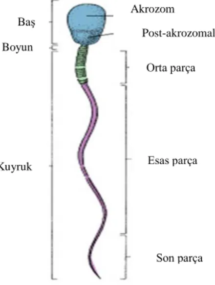 ġekil 7. Olgun Spermatozoonun Yapısı (13). 