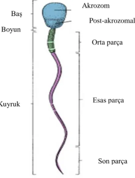 ġekil 7. Olgun Spermatozoonun Yapısı (13). 