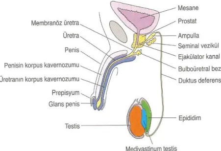 Şekil 1: Erkek genital sisteminin bileşenleri (10). 