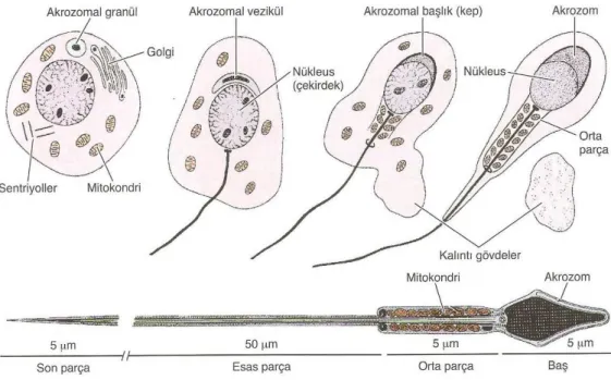 Şekil 6: Spermatidin spermiyuma farklılaşma aşamaları (10). 